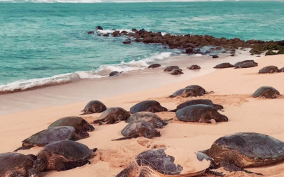Journey Maui Like a Local: The Ultimate Hidden Gems Tour