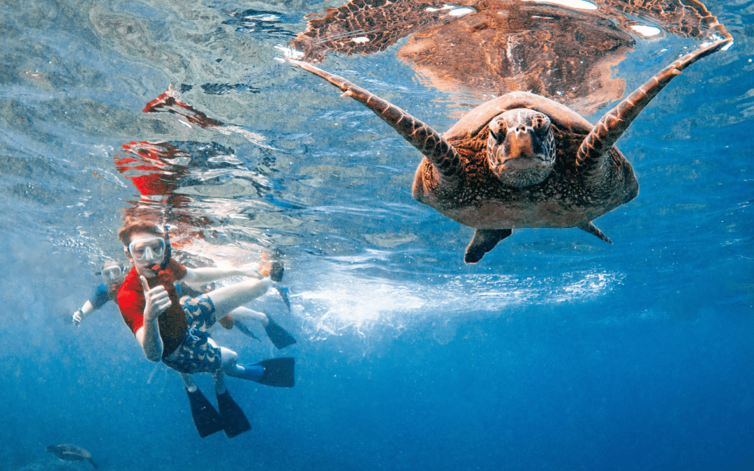 Molokini Crater & Turtle Town Snorkeling Adventure: A 3-Hour Escape into Maui’s Ocean Magic