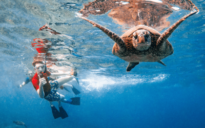 Molokini Crater & Turtle Town Snorkeling Adventure: A 3-Hour Escape into Maui’s Ocean Magic