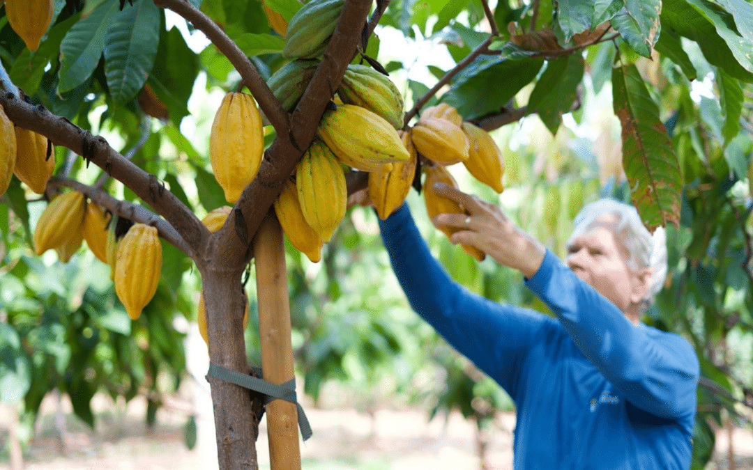 A Hidden Gem in Lahaina: Maui’s Exclusive Guided Cacao Farm Tour