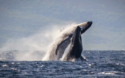 Sea Maui Whale Watching Tour: Experience Maui’s Majestic Humpbacks Up Close