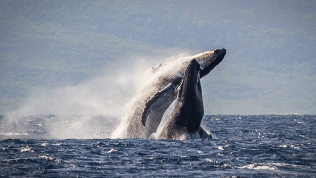Sea Maui Whale Watching Tour: Experience Maui’s Majestic Humpbacks Up Close